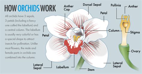 How Orchids Work Howstuffworks