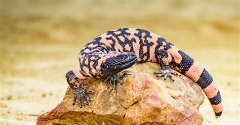 9 Stunning Desert Lizards Az Animals
