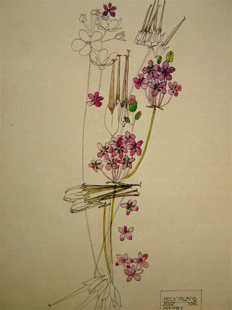 Drawings artwork illustration charles rennie mackintosh botanical drawings charles mackintosh painting art scottish art. the kingdom: --------Charles Rennie Mackintosh----