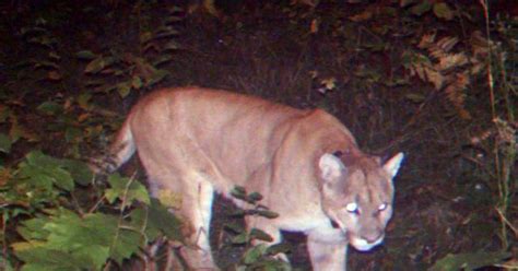 Michigan DNR confirms 2 cougar sightings in eastern UP