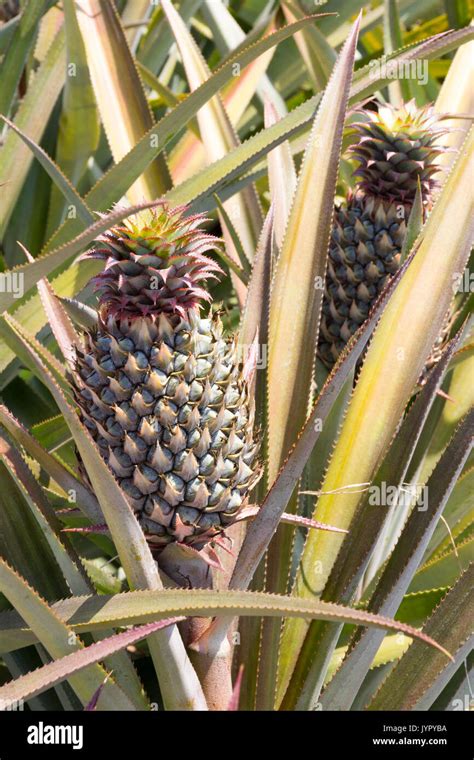 Pineapples Growing Ina Field In Phuket Thailand Stock Photo Alamy
