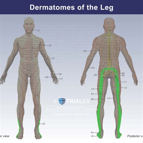Dermatomes Of The Left Leg Trialexhibits Inc The Best Porn Website