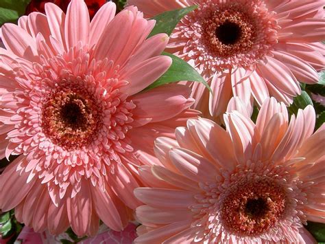 1400x1050 1400x1050 Gerbera Windows Wallpaper Coolwallpapersme