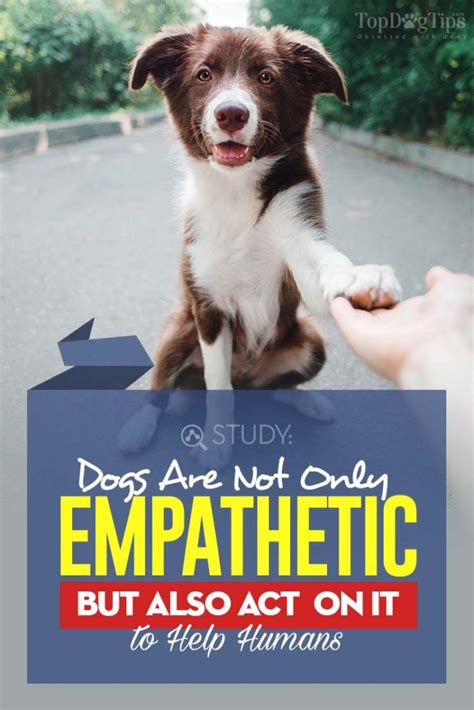 Just Like Lassie Empathetic Dogs Rush To Help Their Distressed Humans