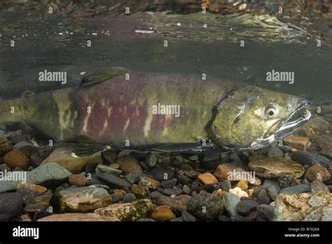 Chum Salmon Oncorhynchus Keta Juneau Alaska Stock Photo Alamy