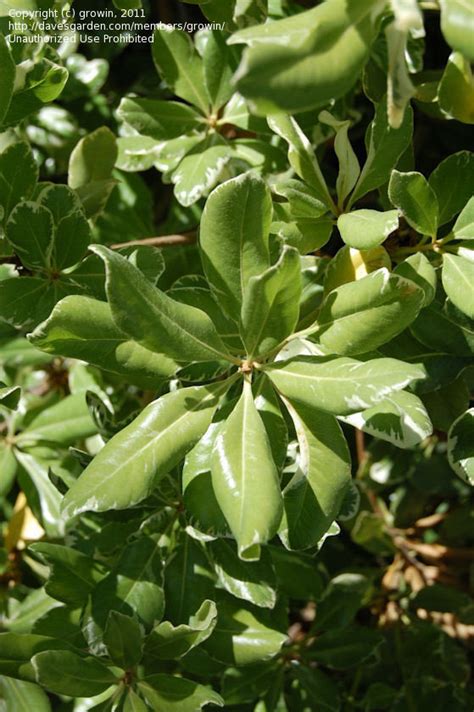 Variegated japanese pittosporum, variegated pittosporum, variegated japanese mock orange, variegated mock orange awards: PlantFiles Pictures: Pittosporum, Variegated Japanese Mock ...