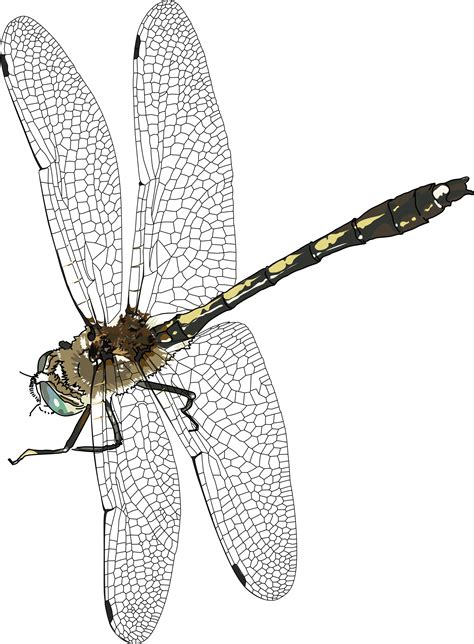 Dragonfly Png Images Transparent Free Download Pngmart