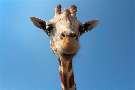 Giraffe Head Original Public Domain Free Photo Rawpixel