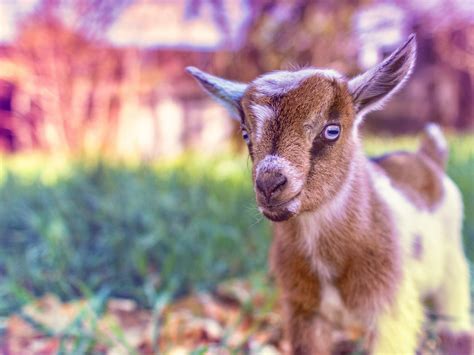 Cute Goat Baby Hd Desktop Wallpaper Widescreen High Definition