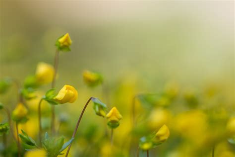 Selected Focus Photo Of Yellow Petaled Flower Tiny Hd Wallpaper