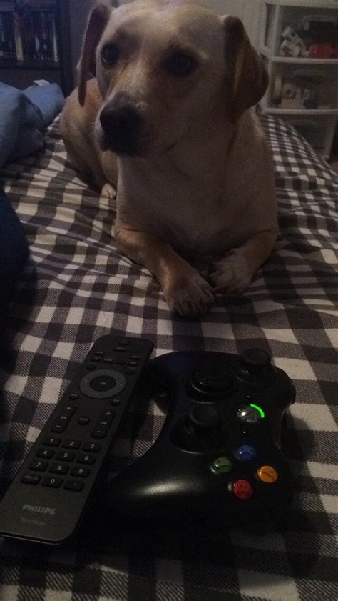 I Love Xbox And Dogs Pics
