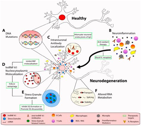 Potential Pathogenic Mechanisms Of Neurodegeneration In Multiple
