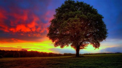 4k Lonely Tree Wallpapers High Quality Download Free