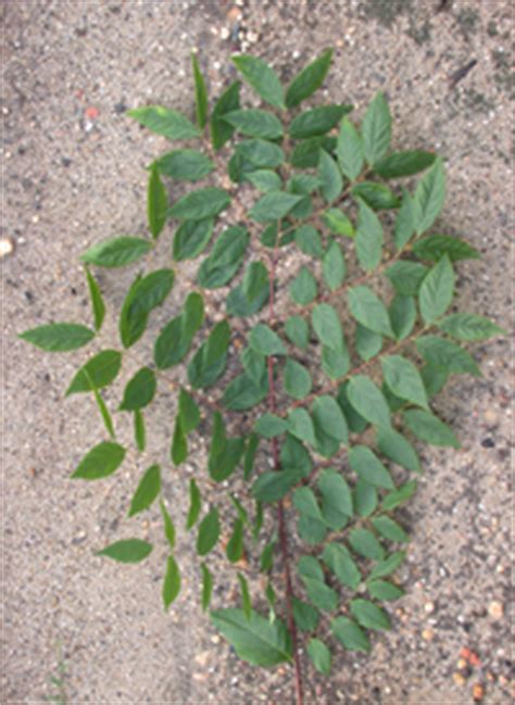 Introduced to the uk in 1748, it is a native of eastern the leaves, which are borne alternately on the stem, are impressive being doubly pinnate and up to 1m long! The Pea Family 1