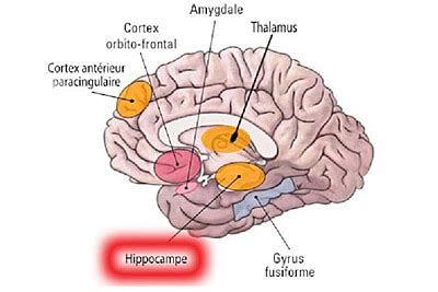 Cerveau Hippocampe Cerveau D Finition Et Explications