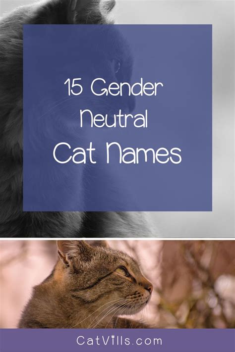 15 Unique & Adorable Unisex Cat Names | Cat names, Cats, Pets cats