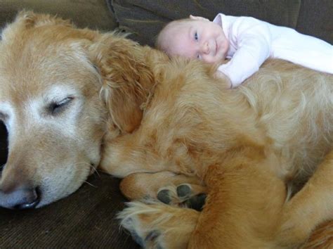 22 Big Dogs Caring For Little Kids Bored Panda
