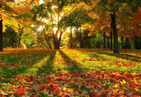 Inspiring Autumn Colorful Sunlight Colors Walk Nice Inspiring