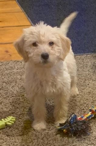 We are the chosen golden doodles breeder for many families located here in oklahoma, missouri, texas and all over us. Goldendoodle puppy dog for sale in East Palestine, Ohio