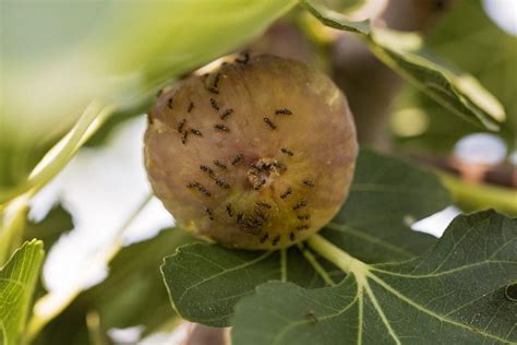 Fig Tree Pest Control Tips On Treating Common Fig Tree Insect Pests
