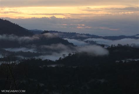 Mist Rising From The Borneo Rainforest Borneo6436a