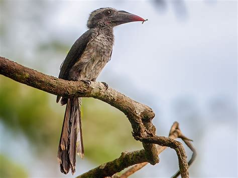 Black Dwarf Hornbill Ebird