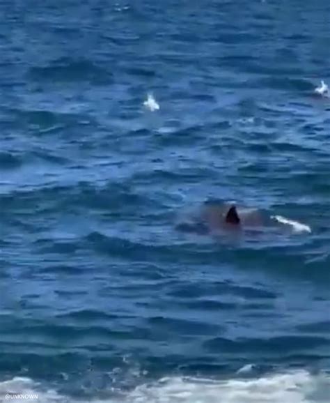 deadly shark attack in australia