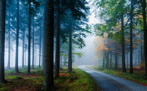 Landscape Nature Mist Road Forest Grass Trees Sunlight Morning Pine Trees Fall