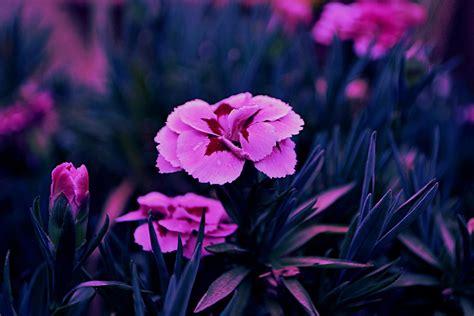 Spring Emily Genco Flickr
