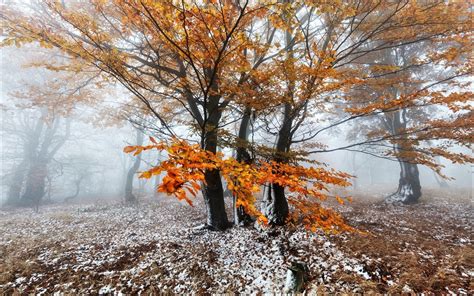 First Snow In Autumn Forest Hd Wallpaper Background Image 1920x1200