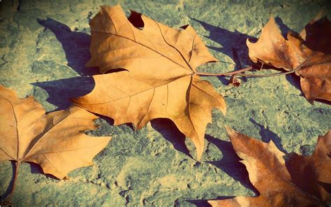 Dry Leaves Wallpapers High Quality Download Free