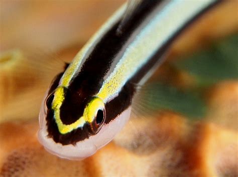 Cleaning Goby Elacatinus Genie The Exumas Bahamas Photo 3