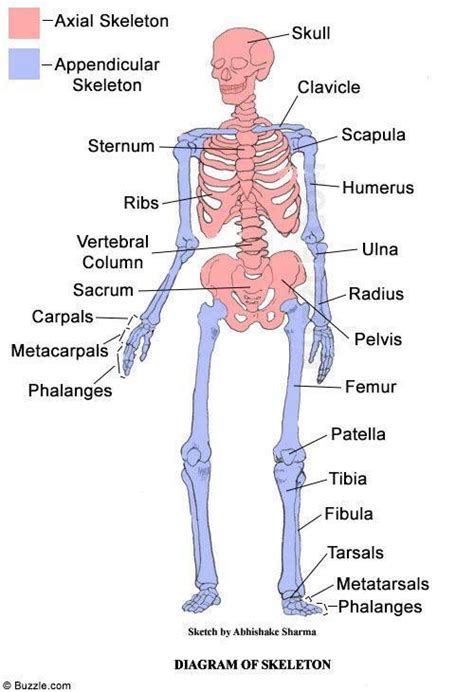 Axial Skeleton Function
