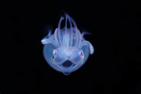 The Secret World Of The Oceans Tiniest Creatures Underwater Photos
