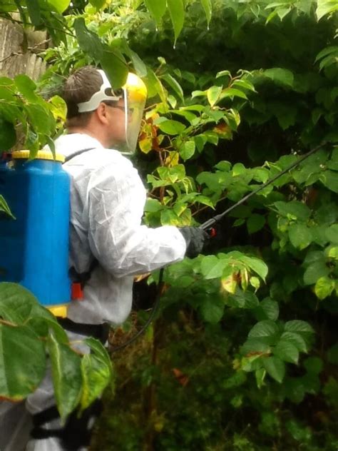 How to kill japanese knotweed with commercial herbicides. DIY Japanese Knotweed Removal - why it's a bad idea!