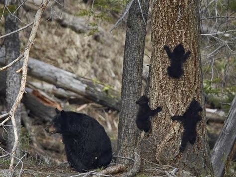Black Bear Ursus Americanus Sow And Three Cubs Of The Year