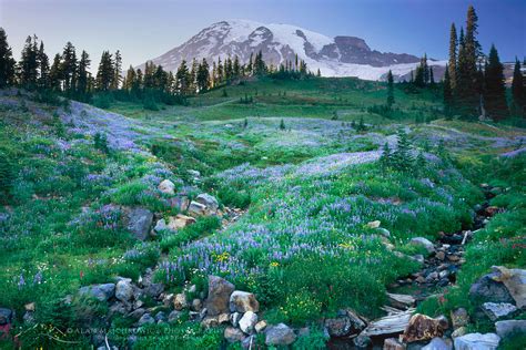 Mount Rainier Paradise Meadows Wildflowers Alan Majchrowicz Photography