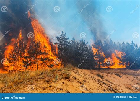 Wind Blowing On A Flaming Trees During A Forest Fire Stock Photo