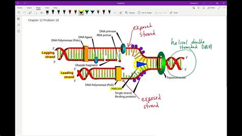 Draw A Diagram Of Dna Replication Label And Describe Solvedlib
