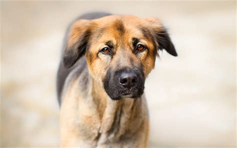 Download Wallpapers Big Brown Dog Pets Dogs Portrait Sad Face