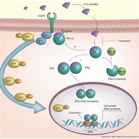 Representative Immunohistochemical Staining Of Estrogen Receptor Er α