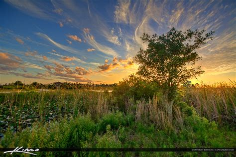 Florida Swamp Lands During Sunset Royal Stock Photo