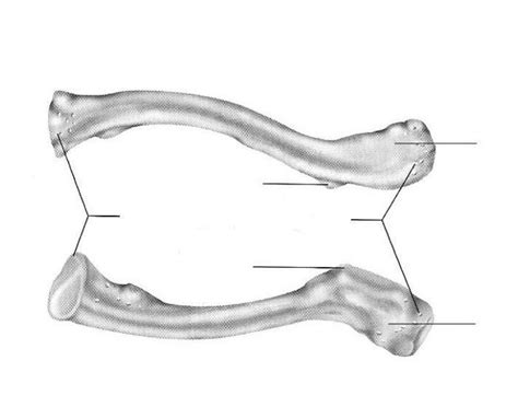 1024 x 1615 jpeg 62 кб. Blank Diagram Of Clavicle. bone landmarks upper extremity exercise science 390 with. clavicle ...