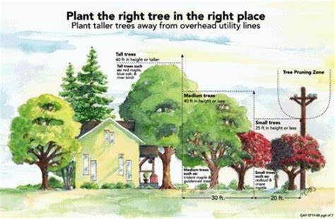 Five Tips For Selecting The Right Tree For The Right Place Invest