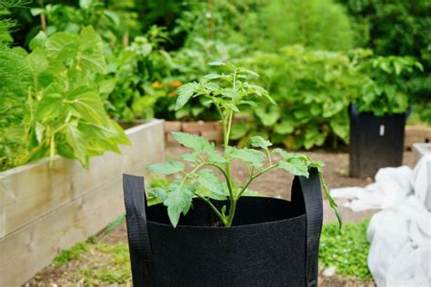 Growing Tomatoes In Grow Bags Full Guide From Seed