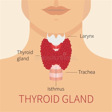 Human Thyroid Gland Diagram Stock Illustration Illustration Of