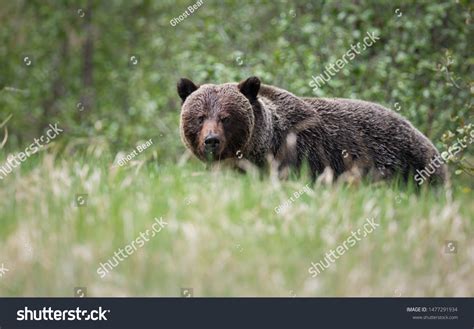 Grizzly Bears During Mating Season Wild Stock Photo 1477291934