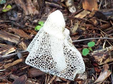 Veiled Lady Mushroom Dictyophora Indusiata A Photo On Flickriver