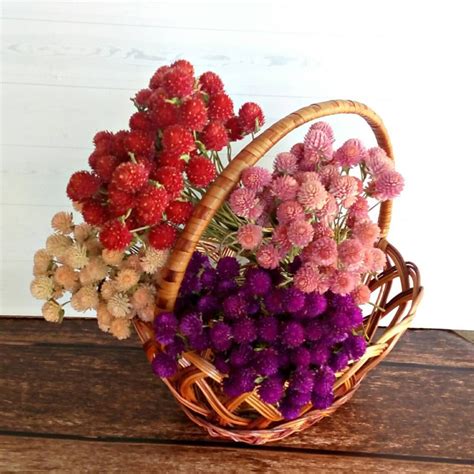 Globe Amaranth Sunset Mix Seeds Gomphrena Haageana Globe Etsy