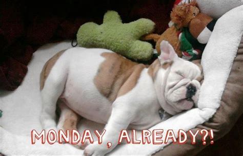 Bulldog And Mondays Bulldog Puppy Love Monday Humor